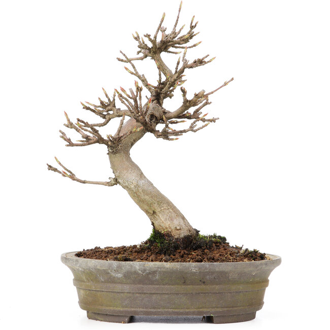 Acer buergerianum, 18 cm, ± 15 anni