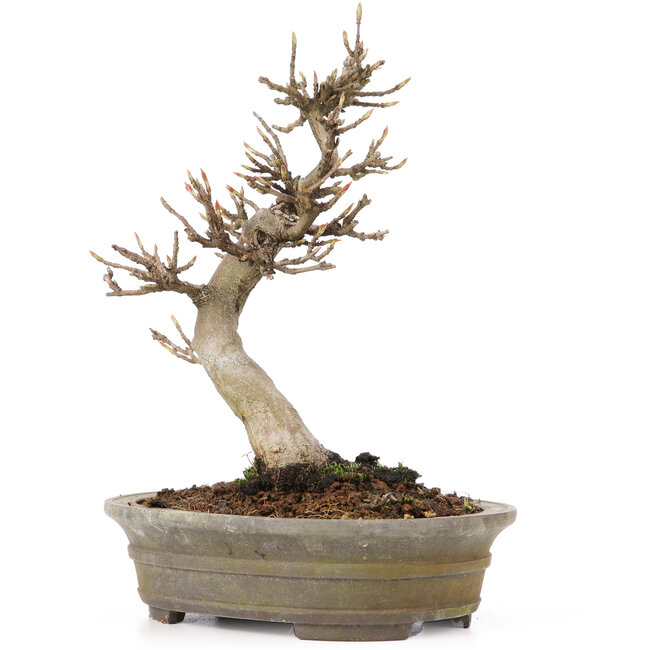 Acer buergerianum, 18 cm, ± 15 years old