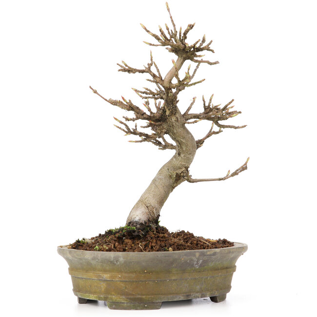 Acer buergerianum, 18 cm, ± 15 jaar oud