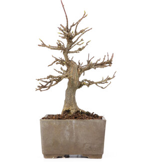 Acer buergerianum, 17 cm, ± 15 jaar oud