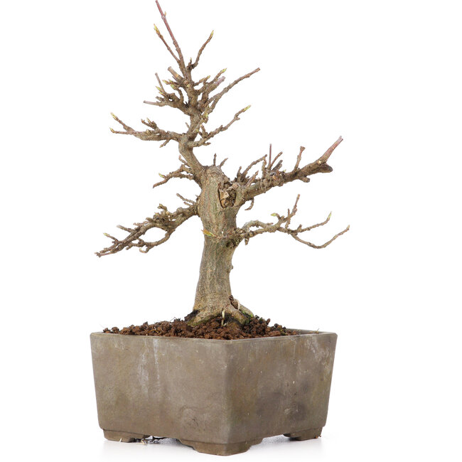 Acer buergerianum, 17 cm, ± 15 Jahre alt