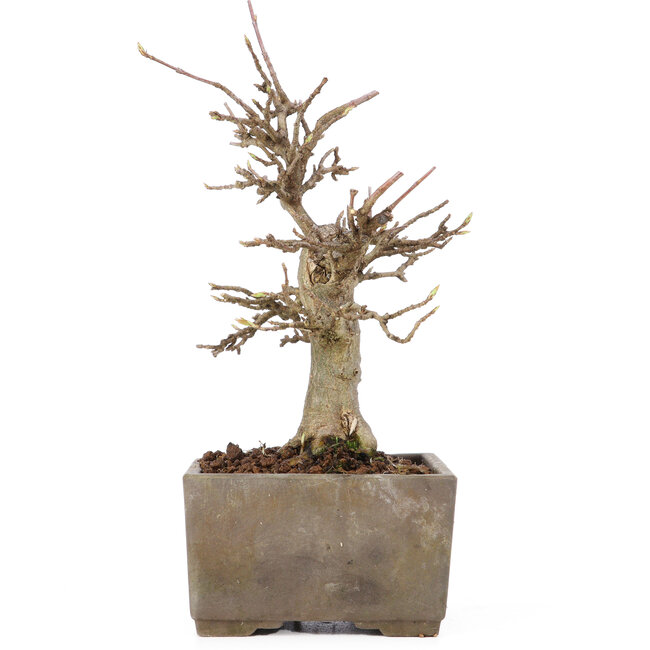 Acer buergerianum, 17 cm, ± 15 años