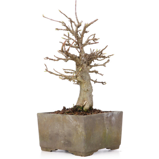 Acer buergerianum, 17 cm, ± 15 Jahre alt