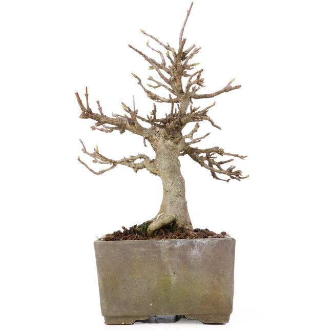 Acer buergerianum, 17 cm, ± 15 years old