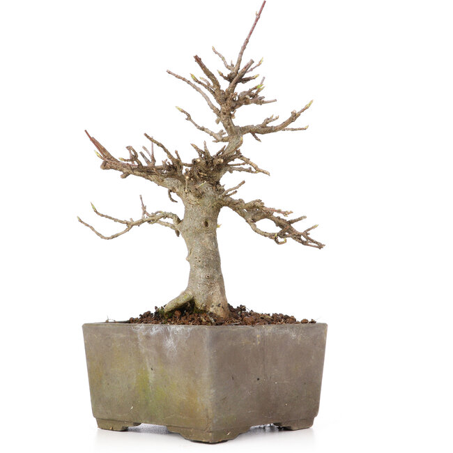 Acer buergerianum, 17 cm, ± 15 years old