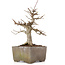 Acer buergerianum, 17 cm, ± 15 years old