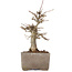 Acer buergerianum, 17 cm, ± 15 ans