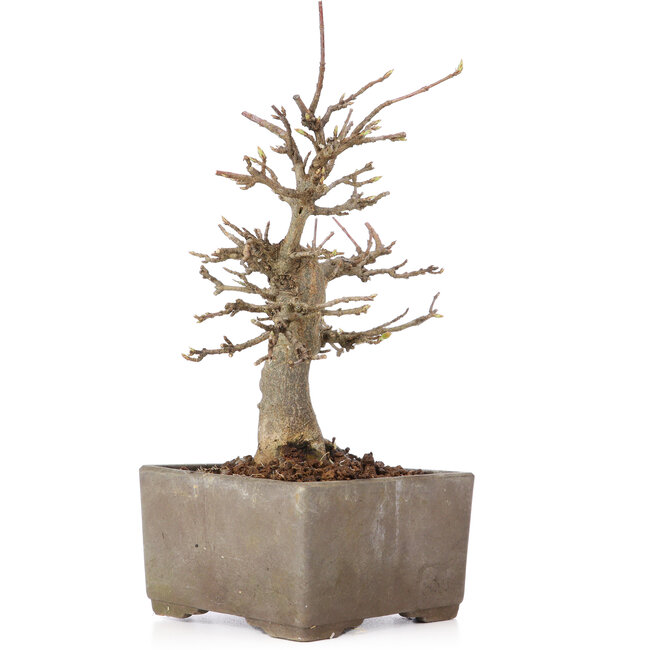 Acer buergerianum, 17 cm, ± 15 años