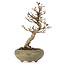 Acer buergerianum, 15 cm, ± 15 ans