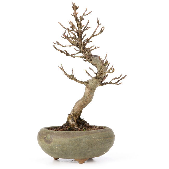 Acer buergerianum, 15 cm, ± 15 anni