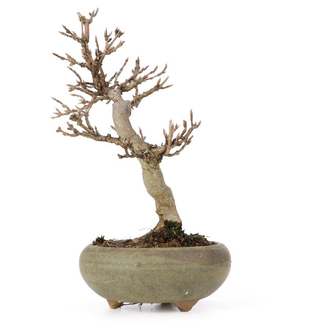 Acer buergerianum, 15 cm, ± 15 años