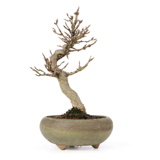 Acer buergerianum, 15 cm, ± 15 jaar oud