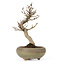 Acer buergerianum, 15 cm, ± 15 ans