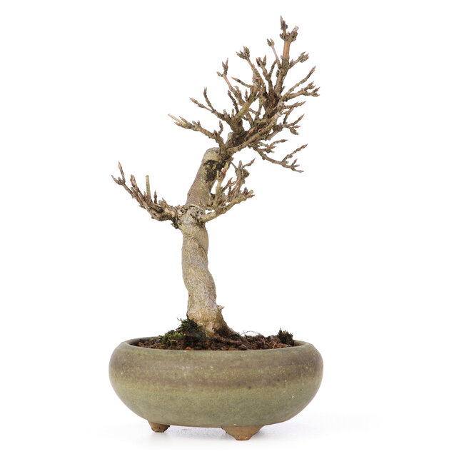 Acer buergerianum, 15 cm, ± 15 jaar oud