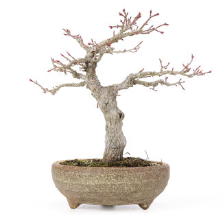 Acer palmatum, 20 cm, ± 15 anni