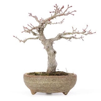 Acer palmatum, 20 cm, ± 15 años