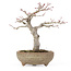 Acer palmatum, 20 cm, ± 15 anni