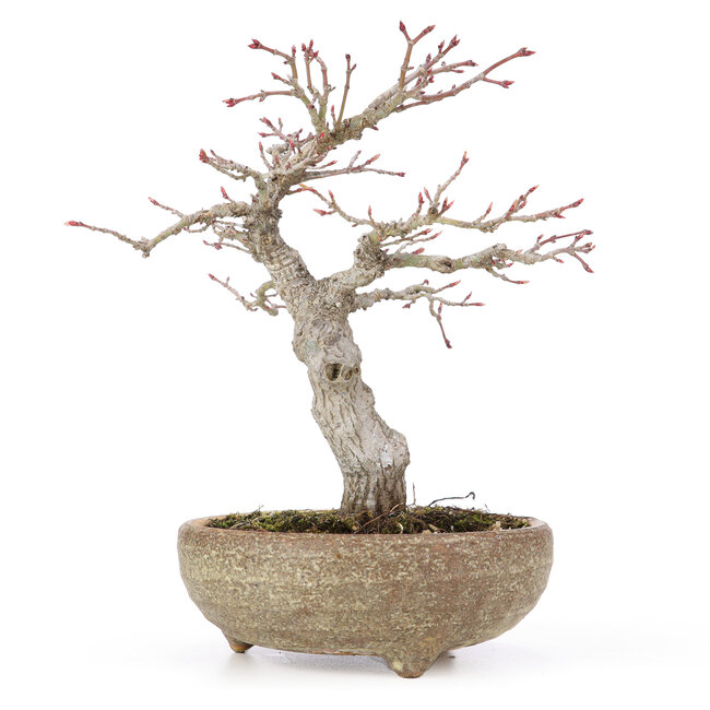 Acer palmatum, 20 cm, ± 15 jaar oud