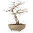 Acer palmatum, 20 cm, ± 15 Jahre alt