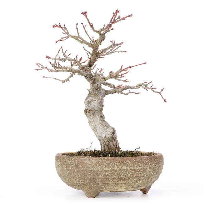 Acer palmatum, 20 cm, ± 15 Jahre alt