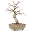 Acer palmatum, 20 cm, ± 15 anni