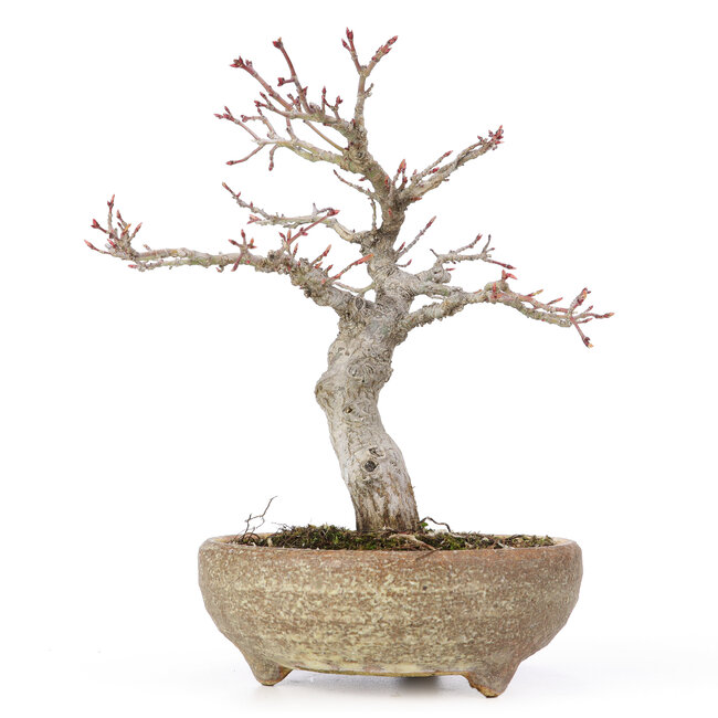 Acer palmatum, 20 cm, ± 15 jaar oud