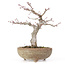 Acer palmatum, 20 cm, ± 15 Jahre alt