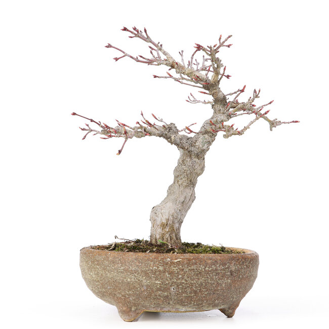 Acer palmatum, 20 cm, ± 15 años