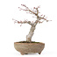 Acer palmatum, 20 cm, ± 15 Jahre alt