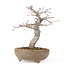 Acer palmatum, 20 cm, ± 15 jaar oud