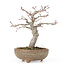 Acer palmatum, 20 cm, ± 15 jaar oud