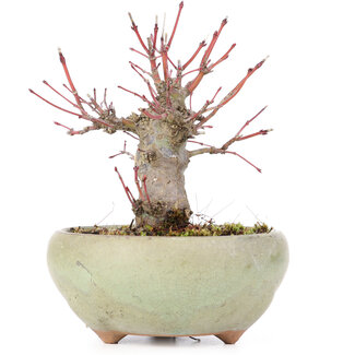 Acer palmatum, 13,5 cm, ± 15 años