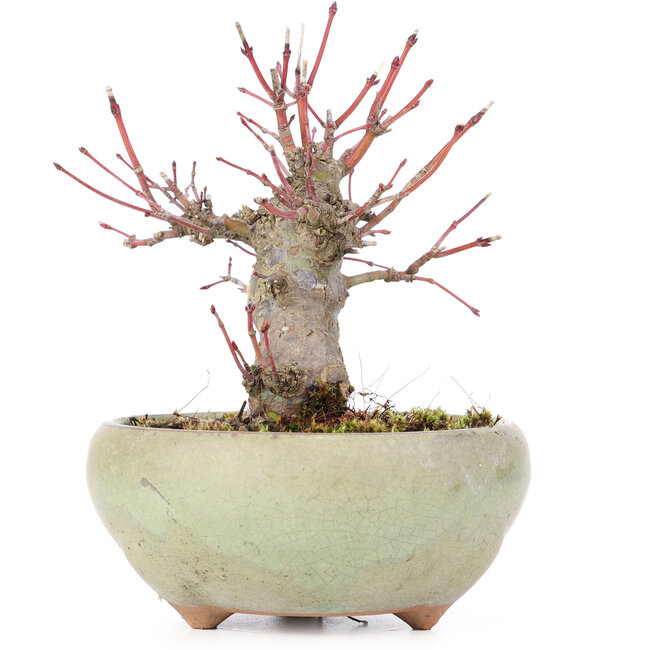 Acer palmatum, 13,5 cm, ± 15 anni