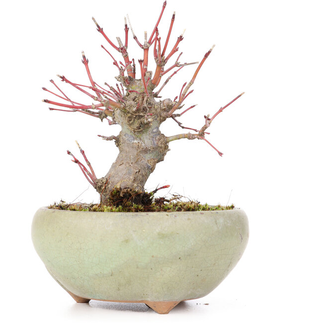 Acer palmatum, 13,5 cm, ± 15 jaar oud