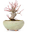 Acer palmatum, 13,5 cm, ± 15 anni