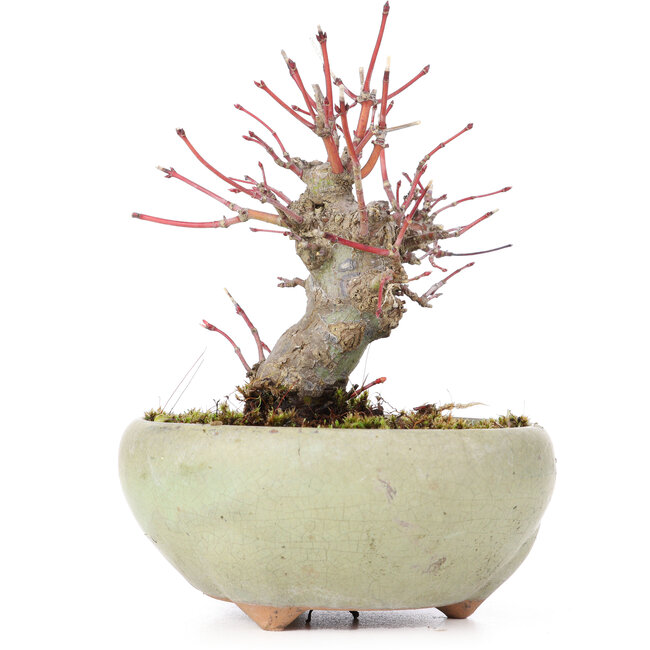 Acer palmatum, 13,5 cm, ± 15 jaar oud