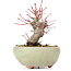 Acer palmatum, 13,5 cm, ± 15 ans