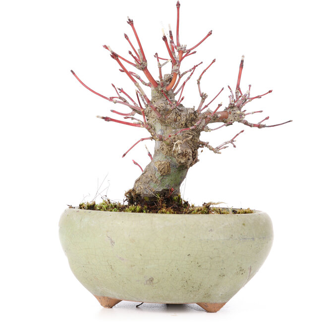 Acer palmatum, 13,5 cm, ± 15 jaar oud