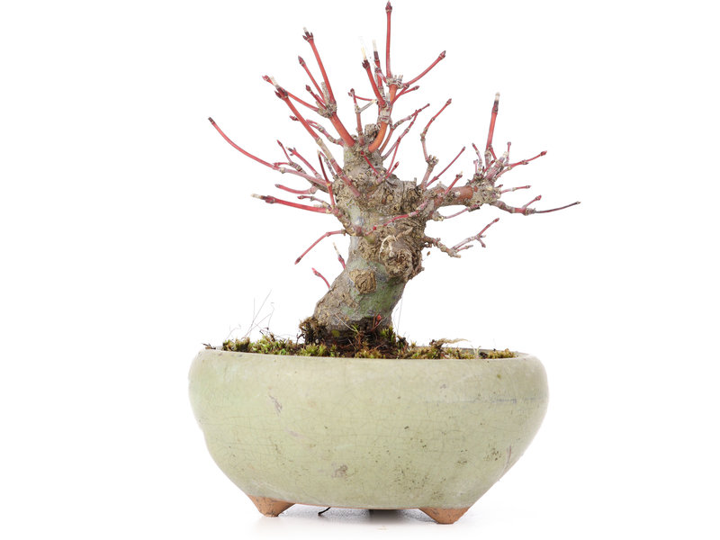 Acer palmatum, 13,5 cm, ± 15 Jahre alt