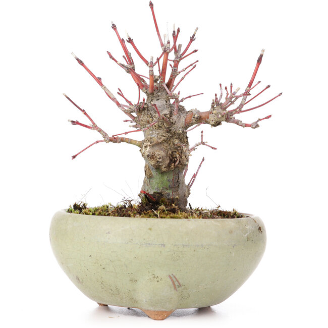 Acer palmatum, 13,5 cm, ± 15 jaar oud
