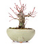 Acer palmatum, 13,5 cm, ± 15 anni