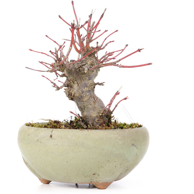 Acer palmatum, 13,5 cm, ± 15 jaar oud