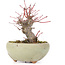Acer palmatum, 13,5 cm, ± 15 ans
