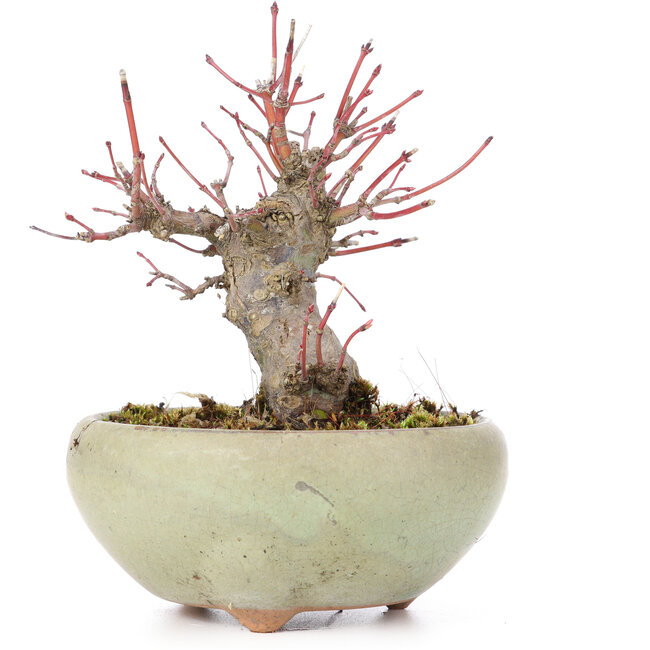 Acer palmatum, 13,5 cm, ± 15 jaar oud