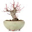 Acer palmatum, 13,5 cm, ± 15 años