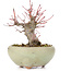 Acer palmatum, 13,5 cm, ± 15 years old