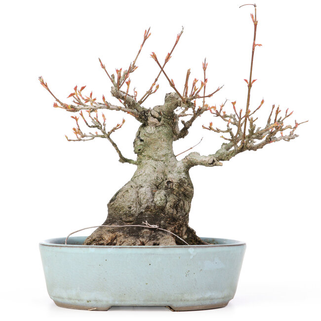 Acer buergerianum, 21,5 cm, ± 20 anni, con un nebari di 10,5 cm