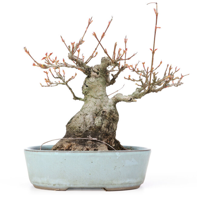 Acer buergerianum, 21,5 cm, ± 20 years old, with a nebari of 10,5 cm