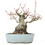 Acer buergerianum, 21,5 cm, ± 20 ans, avec un nebari de 10,5 cm