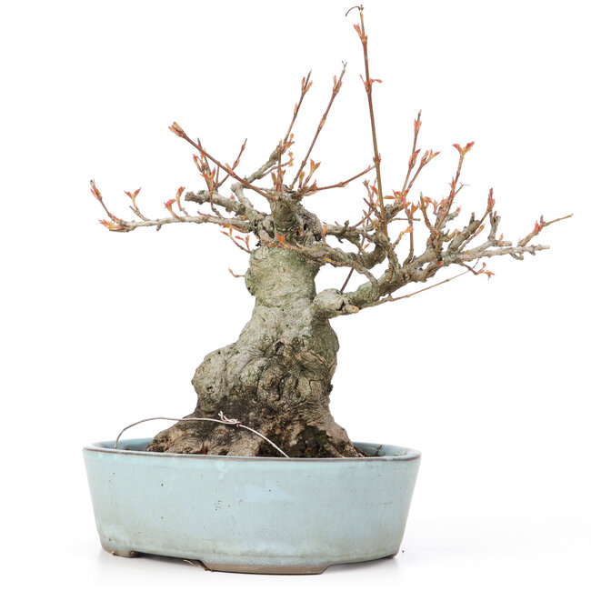 Acer buergerianum, 21,5 cm, ± 20 Jahre alt, mit einem Nebari von 10,5 cm